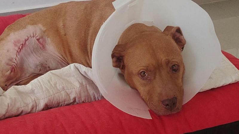 Superaron el maltrato y un cáncer: la conmovedora historia de Sasha y Amy, las perras que buscan un hogar definitivo en Comodoro
