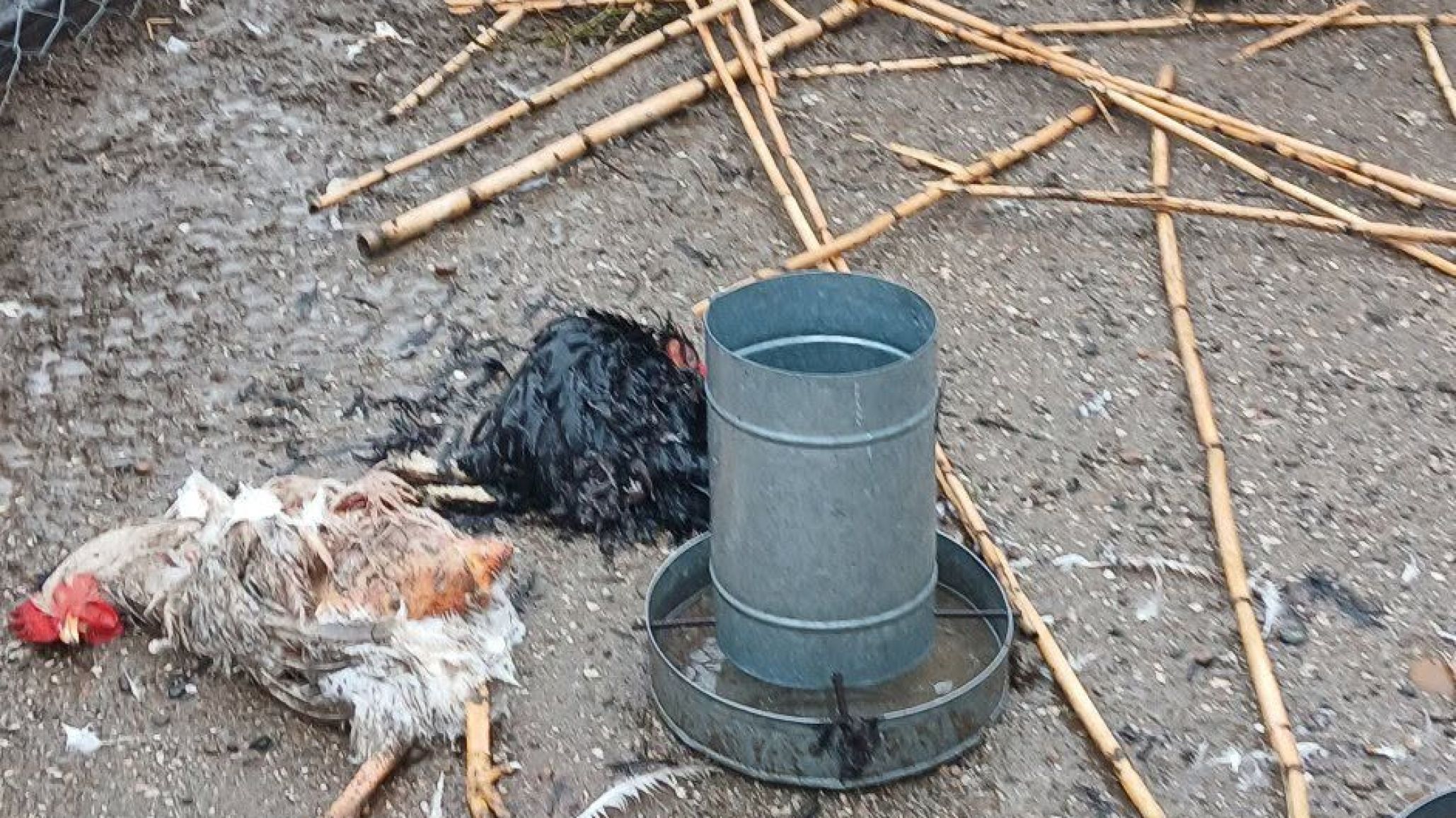 "Nos destruyeron todo": perros sueltos ingresaron a una granja y mataron a sus animales