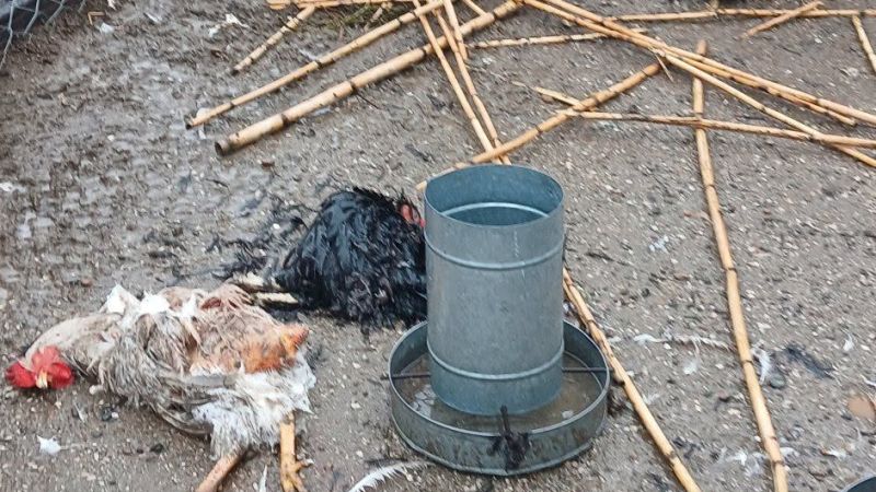 "Nos destruyeron todo": perros sueltos ingresaron a una granja y mataron a sus animales