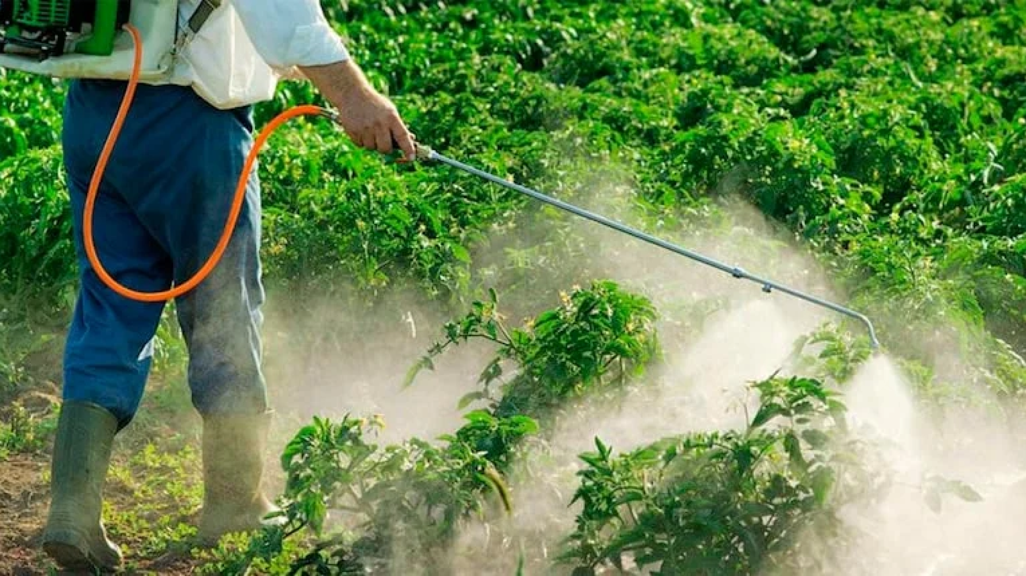 Cambio de reglas para el campo y la yerba mate: Misiones vuelve a permitir el uso de glifosato