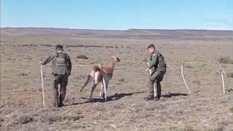 Rescate en Ruta 3: salvaron a un guanaco atrapado en un alambrado