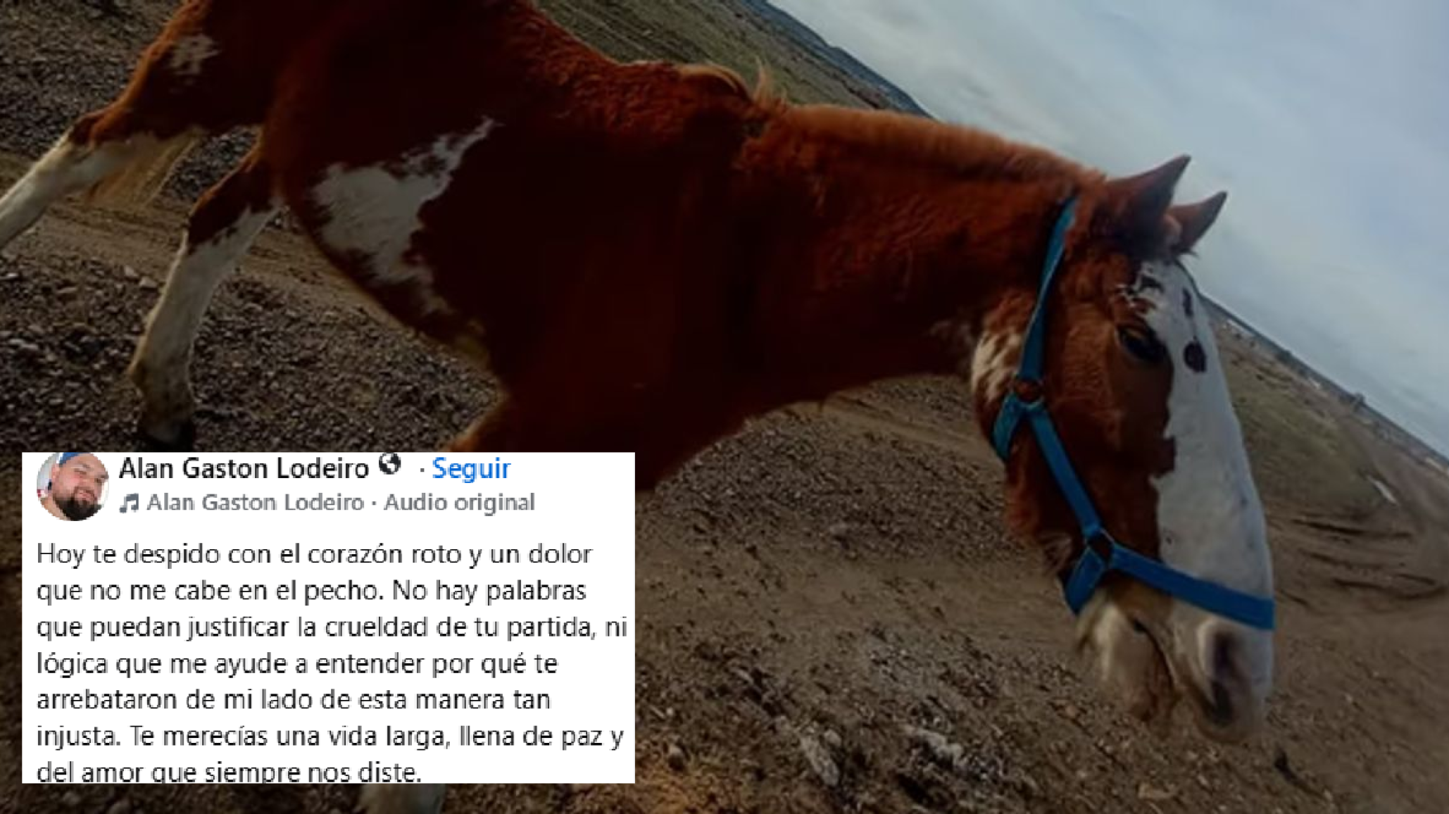 "Me inunda la impotencia": la desgarradora carta de despedida al caballo faenado en Próspero Palazzo