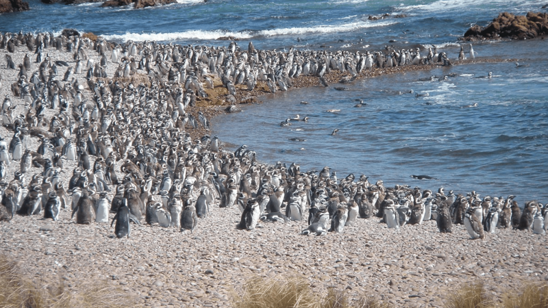 Cabo Dos Bahías abre la temporada de pingüinos con nuevas obras y mejoras para los visitantes