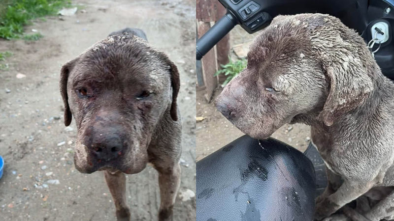 Comodoro: buscan tránsito urgente para un perro brutalmente atacado en el Cordón Forestal