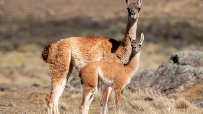 Entraron armados a una estancia de Madryn y dispararon: murió un guanaco