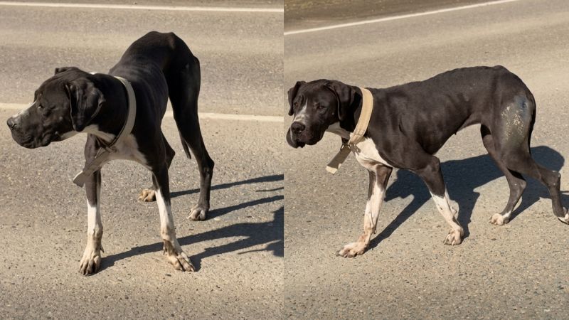 Alerta en Diadema: buscan a la familia de una perra hallada en la ruta