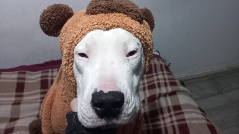 Desesperada búsqueda en Esquel: ofrece su moto a cambio de su perro robado o extraviado