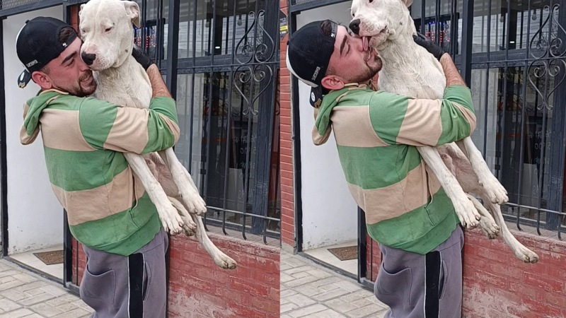 El final más esperado: apareció Erkan, el dogo por el que su dueño había puesto en juego su propia moto