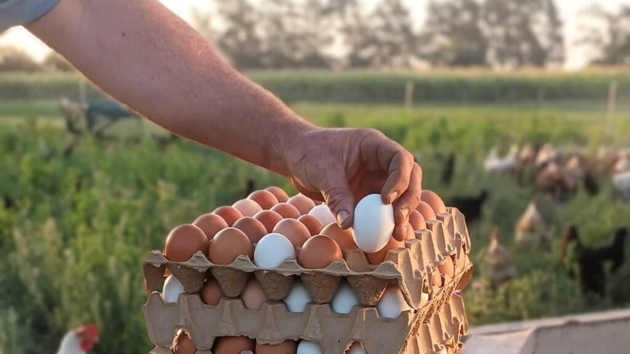 Argentina desbanca a todos y se corona como el mayor consumidor de huevos del mundo