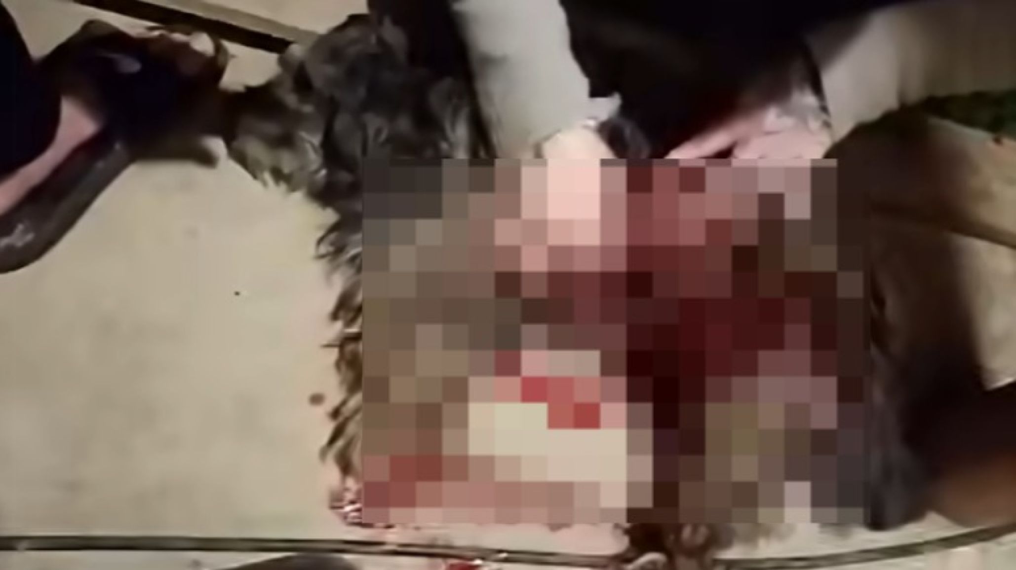 Horror: mataron a un perro de un disparo dentro de un patio en Km 17