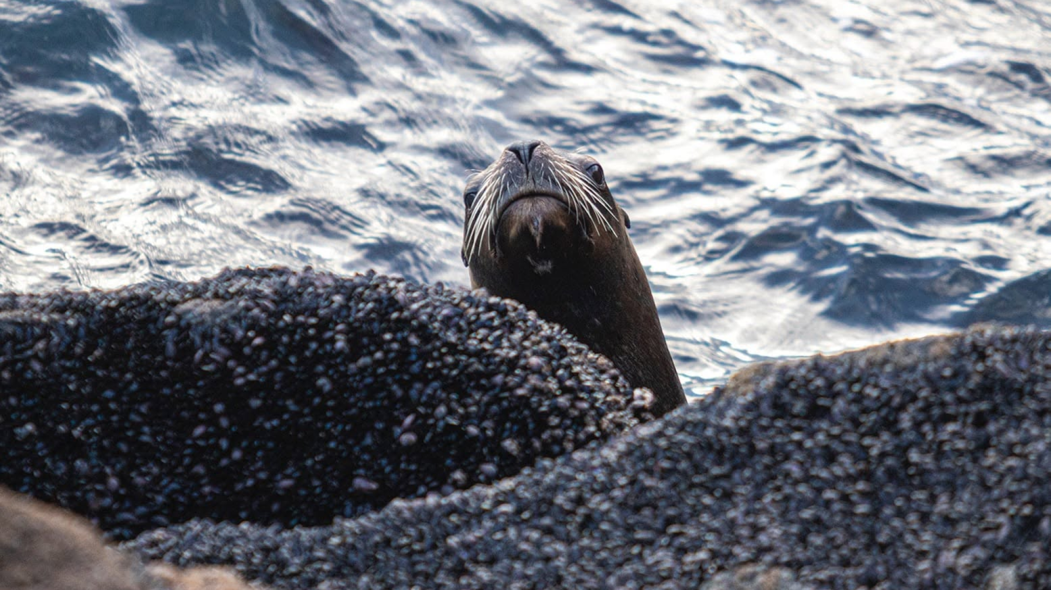 Estrellas de mar, limpieza de playa y avistaje de aves: la propuesta gratuita para este sábado en Comodoro