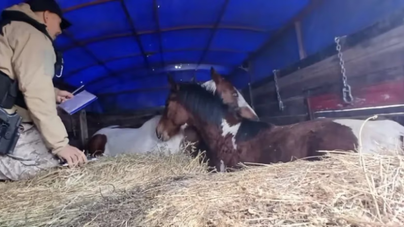 Transportaba dos caballos ocultos detrás de fardos y se los secuestraron durante un control