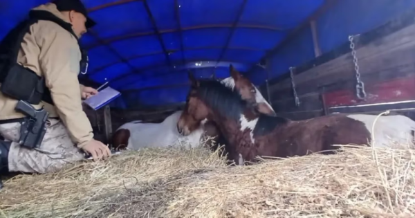 La Brigada Rural secuestró dos caballos que eran transportados ocultos en un camión en Río Negro