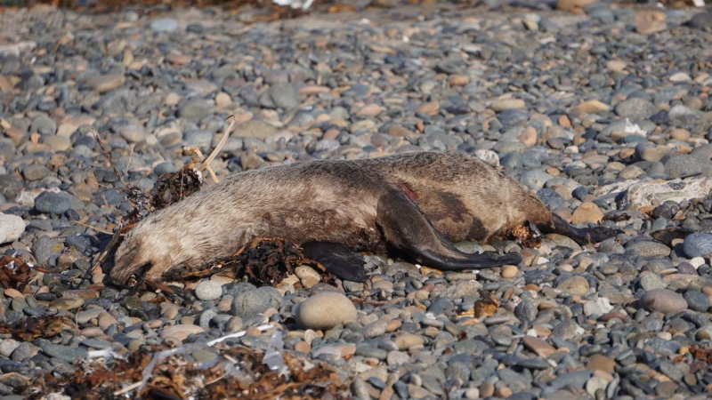 Encontraron un lobito marino muerto en la playa frente a la Escuela N° 146