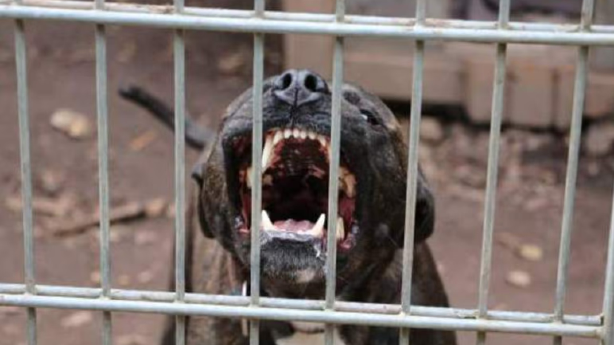 Moreno: murió un nene de 4 años tras ser atacado por un pitbull y detuvieron a su madrina
