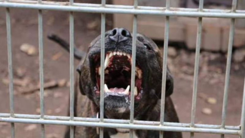 Moreno: murió un nene de 4 años tras ser atacado por un pitbull y detuvieron a su madrina
