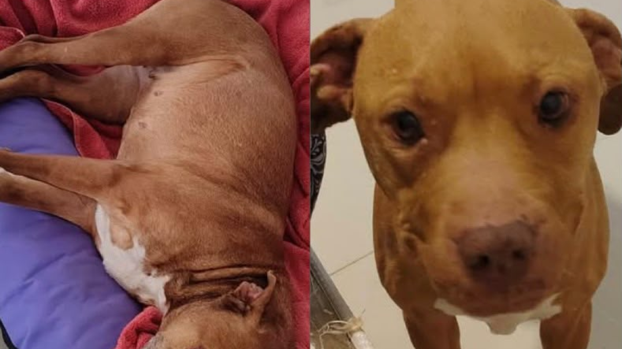 Amy y Sasha buscan un hogar: si no son adoptadas deberán volver al dispensario
