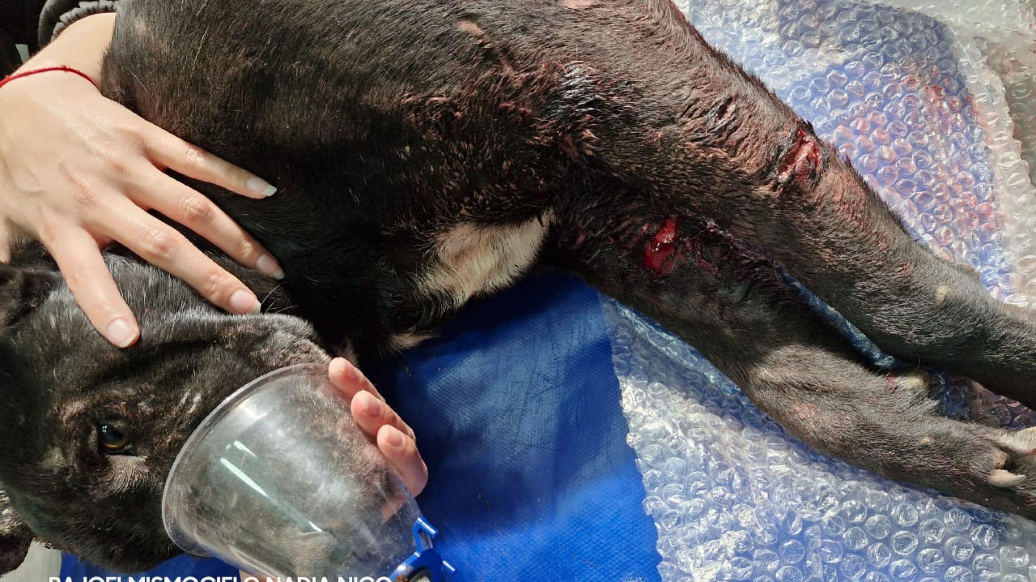 Un perro callejero quedó gravemente herido tras un ataque de un dogo y vecinos piden ayuda urgente