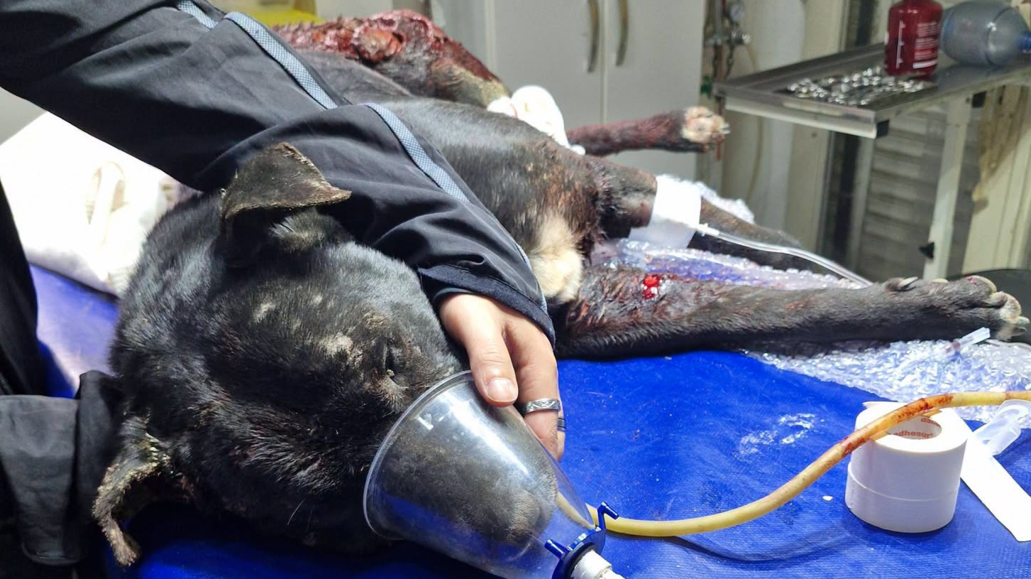 Detalles sobre el feroz ataque de dogos en Comodoro: "Lo comieron vivo"