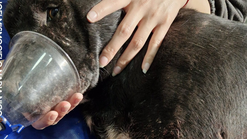 Comodoro: murió "Negrito" tras el brutal ataque de perros dogos y crece la indignación vecinal