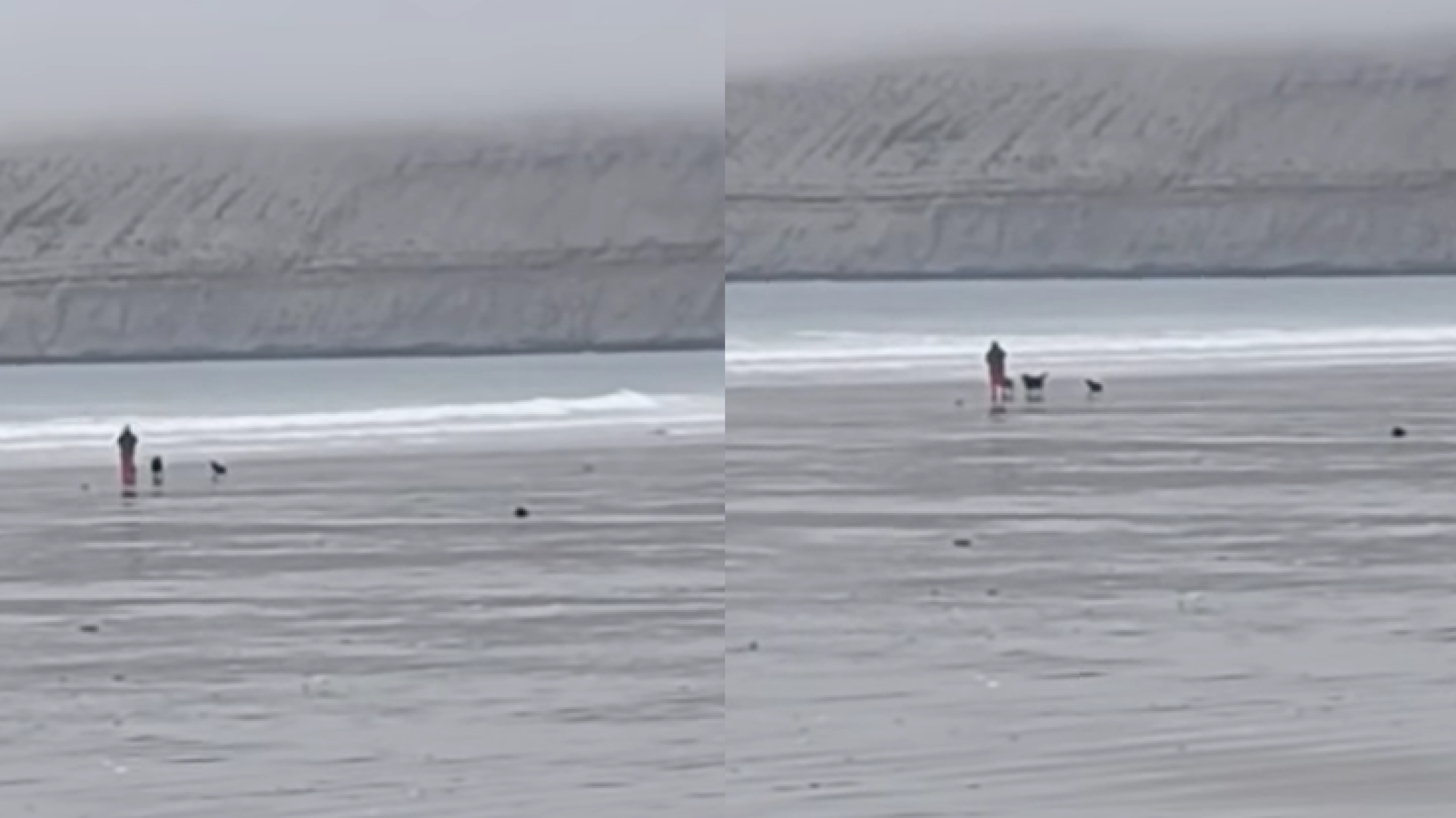 Indignación en Rada Tilly: denuncian a un vecino por pasear a su perro sin correa y hostigar a un lobo marino