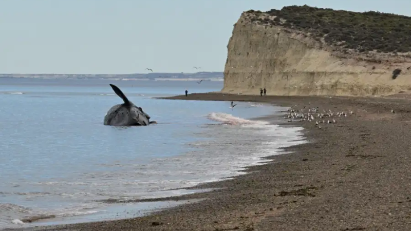 Urgente en Chubut: decretan veda total de moluscos en el Golfo San Jorge por peligro de marea roja