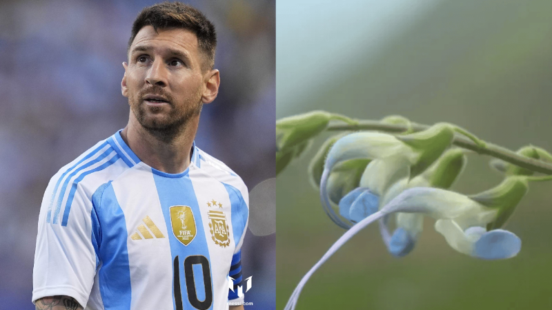 Descubren una nueva especie de flor celeste y blanca y la bautizan en honor a Lionel Messi