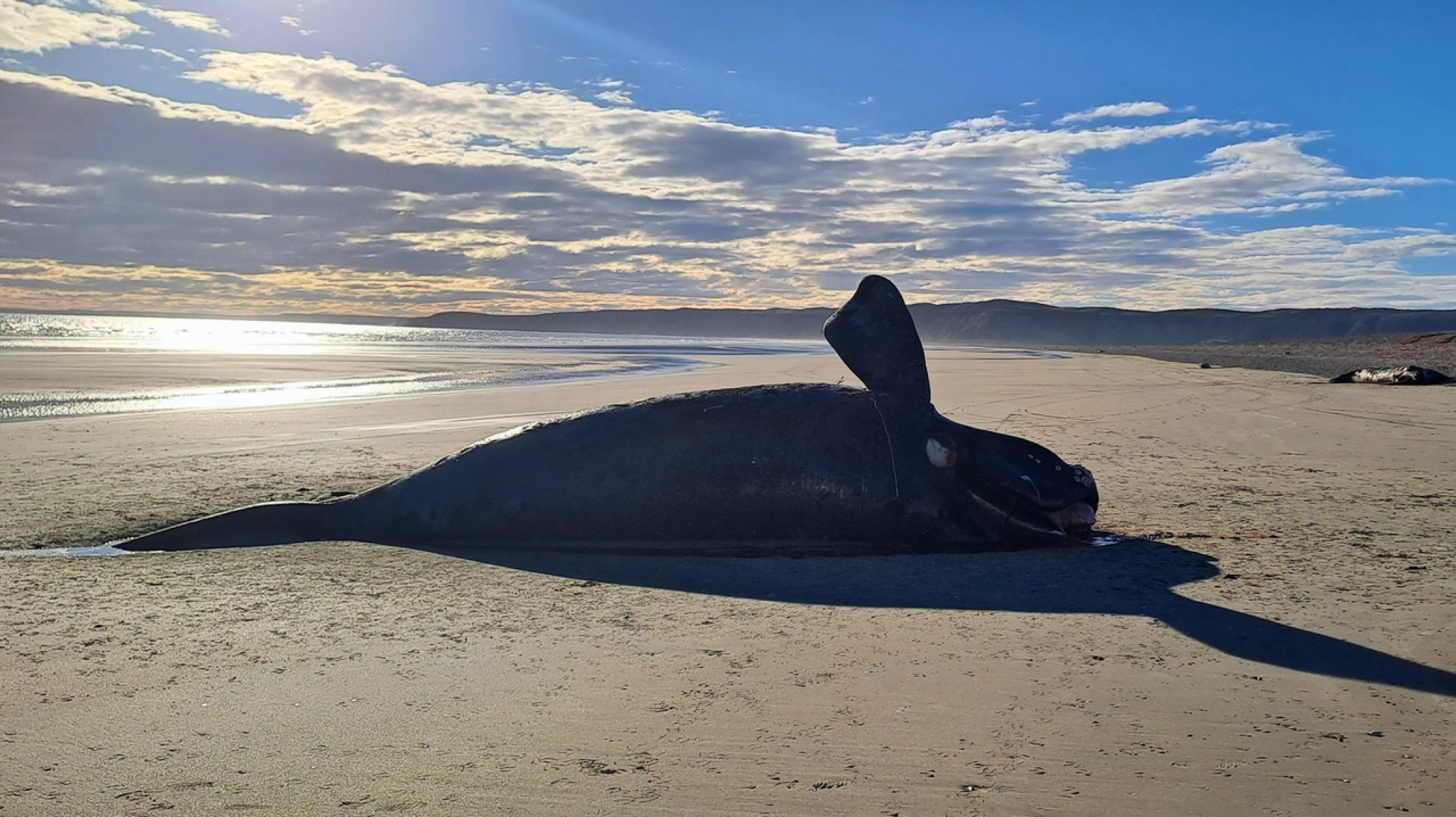 Preocupación por la muerte de ballenas en Península Valdés: investigan las causas y piden esperar los resultados