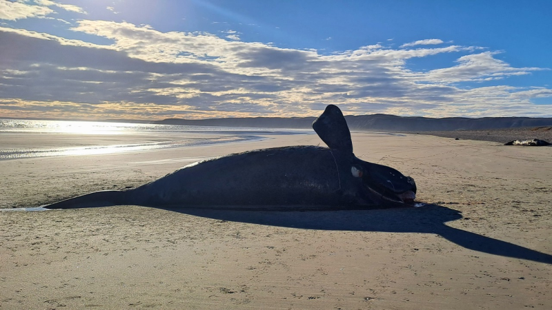 Preocupación por la muerte de ballenas en Península Valdés: investigan las causas y piden esperar los resultados