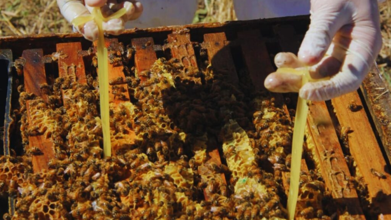 Acuerdo histórico por la apicultura: Chubut y Buenos Aires impulsan un tratamiento natural contra la mayor plaga de las abejas