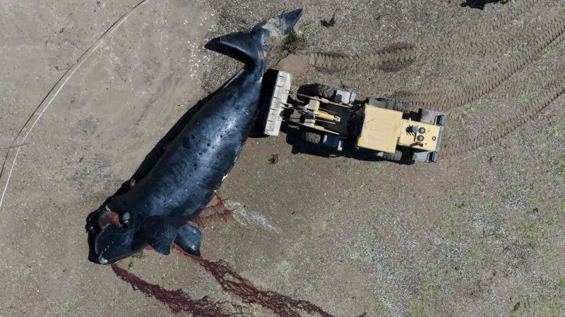 Península Valdés: descubren que una bacteria causó la muerte de ballenatos