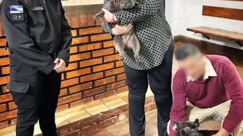 Insólito en Misiones: dos perros bulldog francés escaparon y aparecieron en un boliche