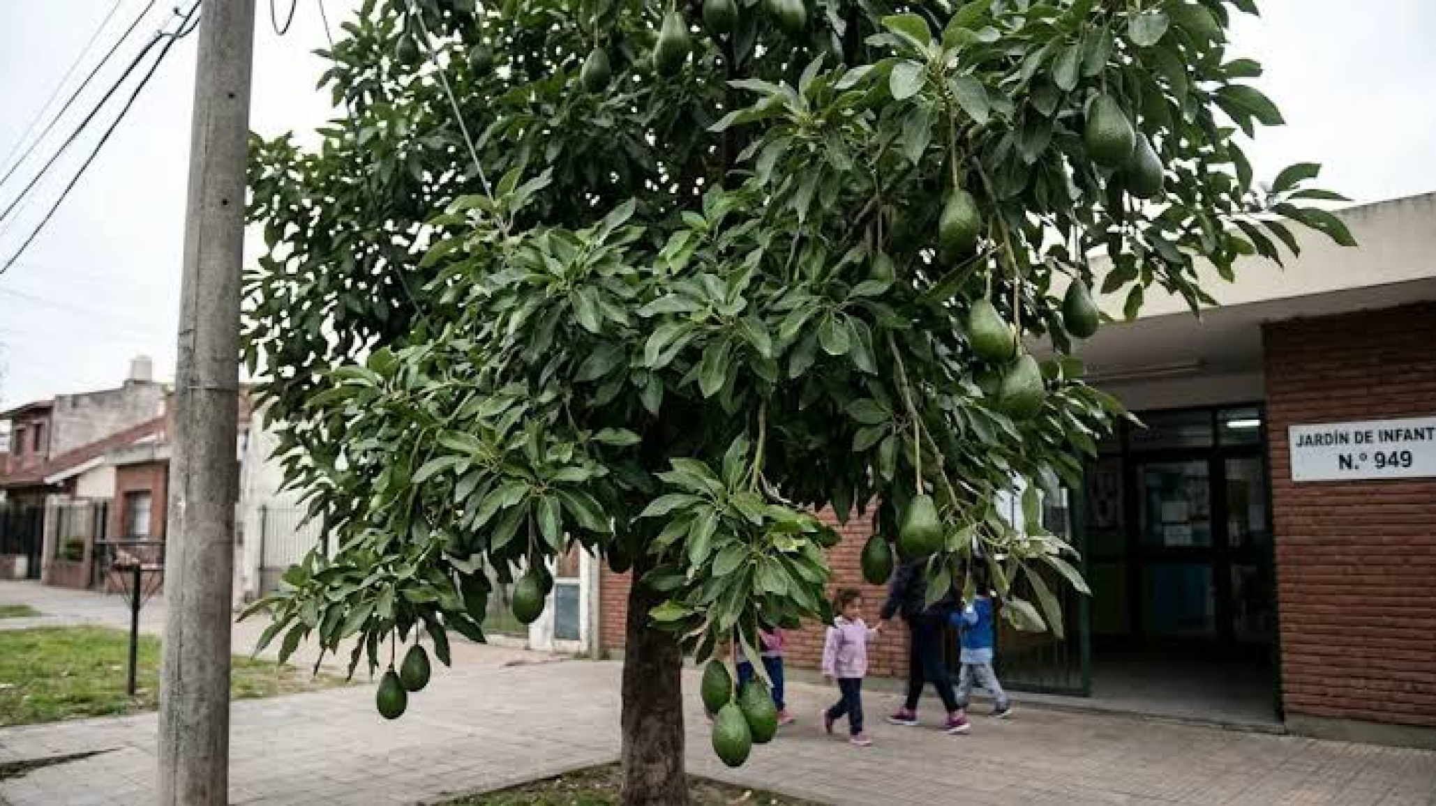 Un bebé de 12 días murió tras el impacto de una palta que cayó de un árbol en la puerta de un jardín