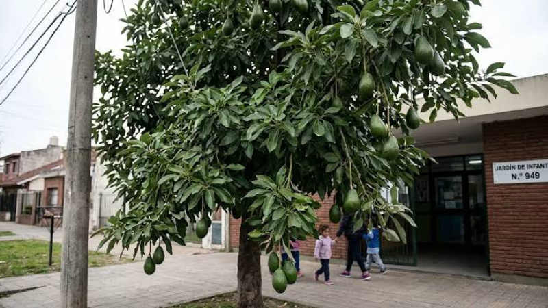 Un bebé de 12 días murió tras el impacto de una palta que cayó de un árbol en la puerta de un jardín