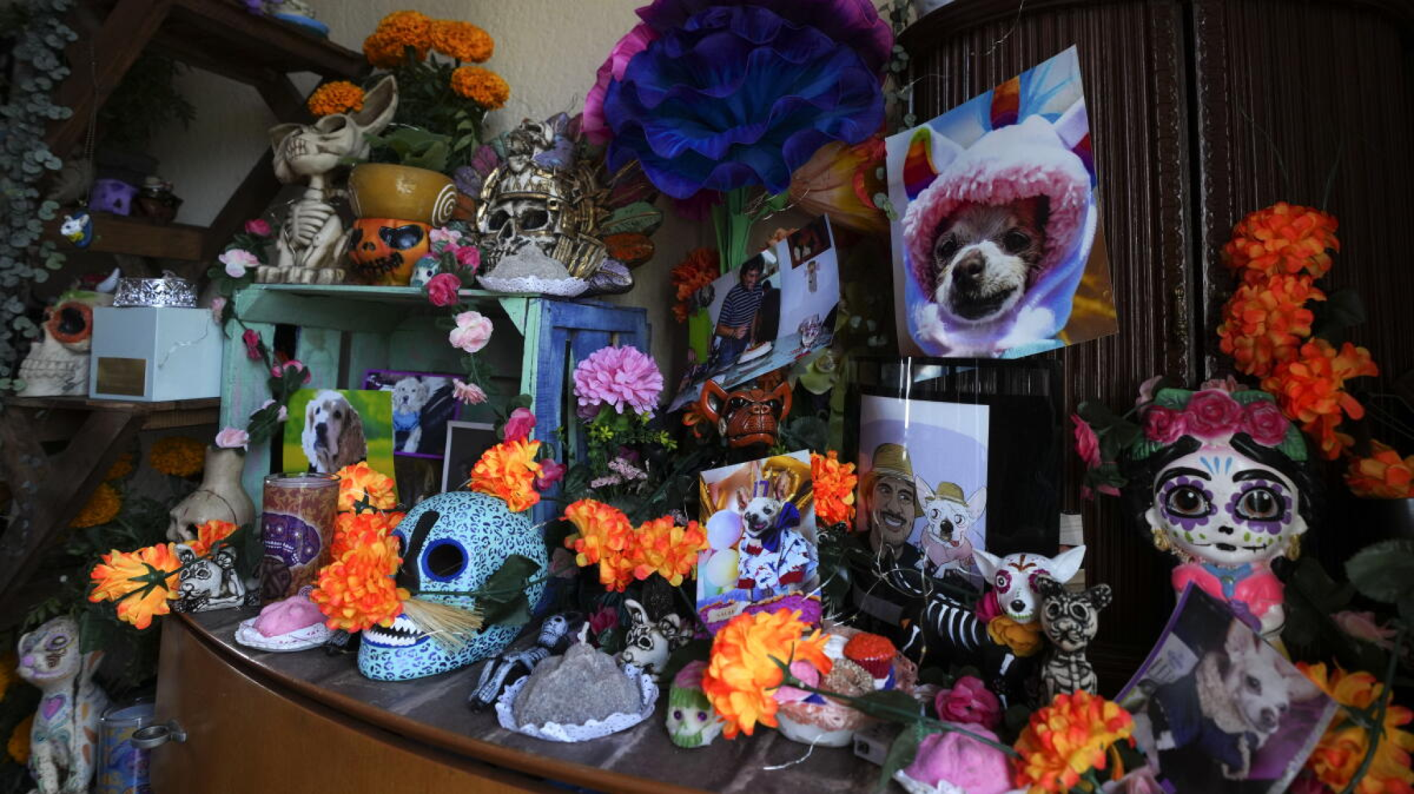 El lazo eterno: hoy se conmemora el Día de los Muertos de las Mascotas y abre el camino al reencuentro