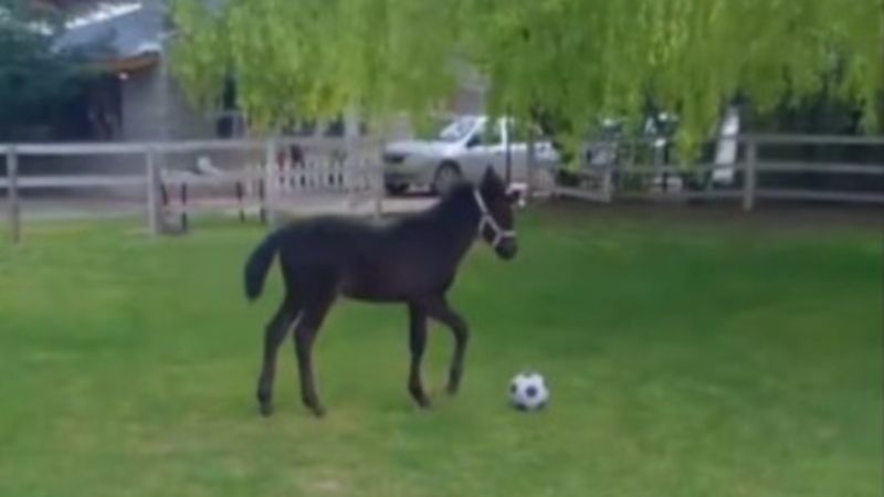 De la crueldad a la ternura: Anastasia, la potranca rescatada en Comodoro, volvió a jugar y emocionó a todos