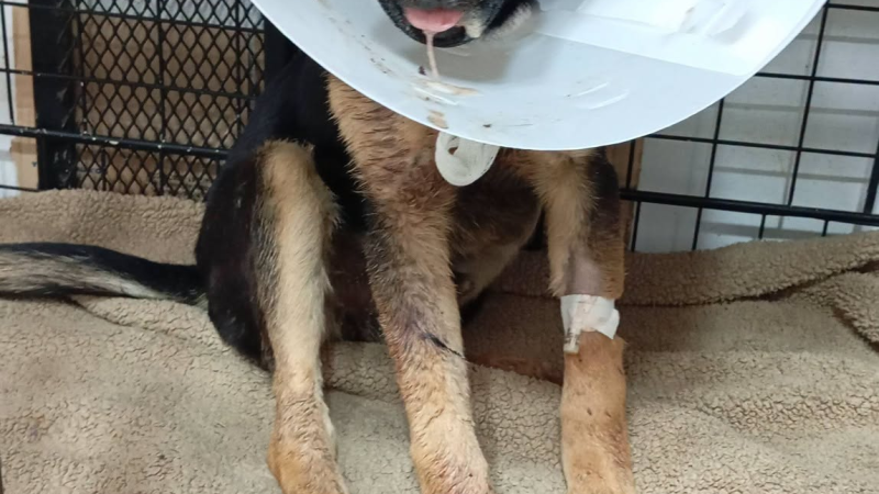 Piden colaboración para Tomi, un cachorro al que le fracturaron la mandíbula