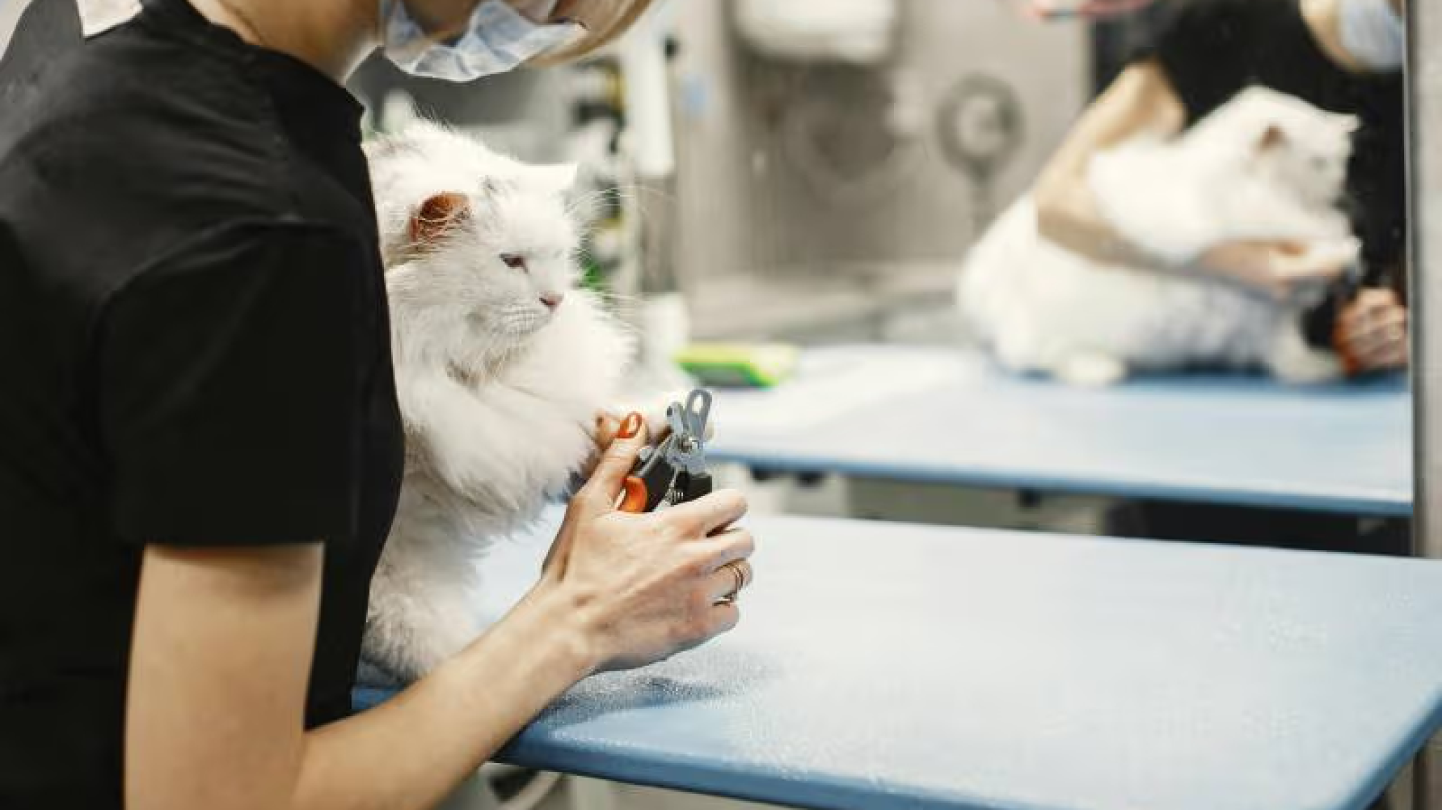 Alerta en Comodoro: advierten sobre una nueva modalidad de estafas vinculadas a consultas veterinarias
