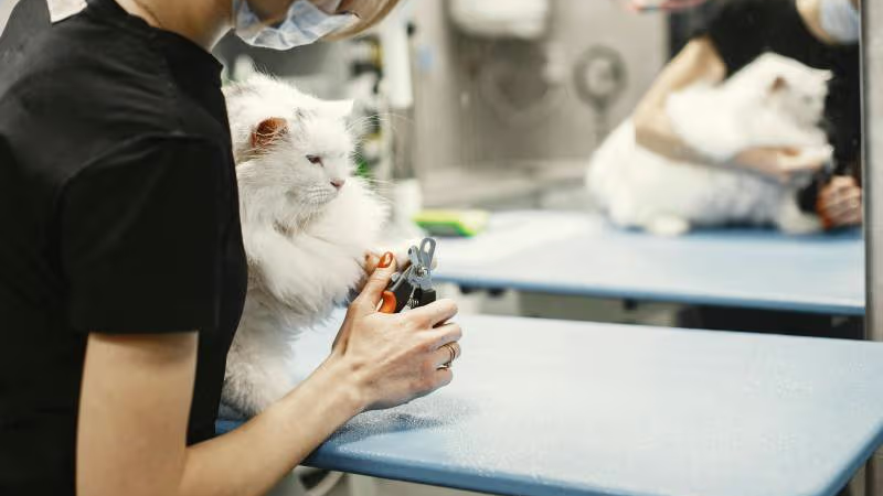 Alerta en Comodoro: advierten sobre una nueva modalidad de estafas vinculadas a consultas veterinarias
