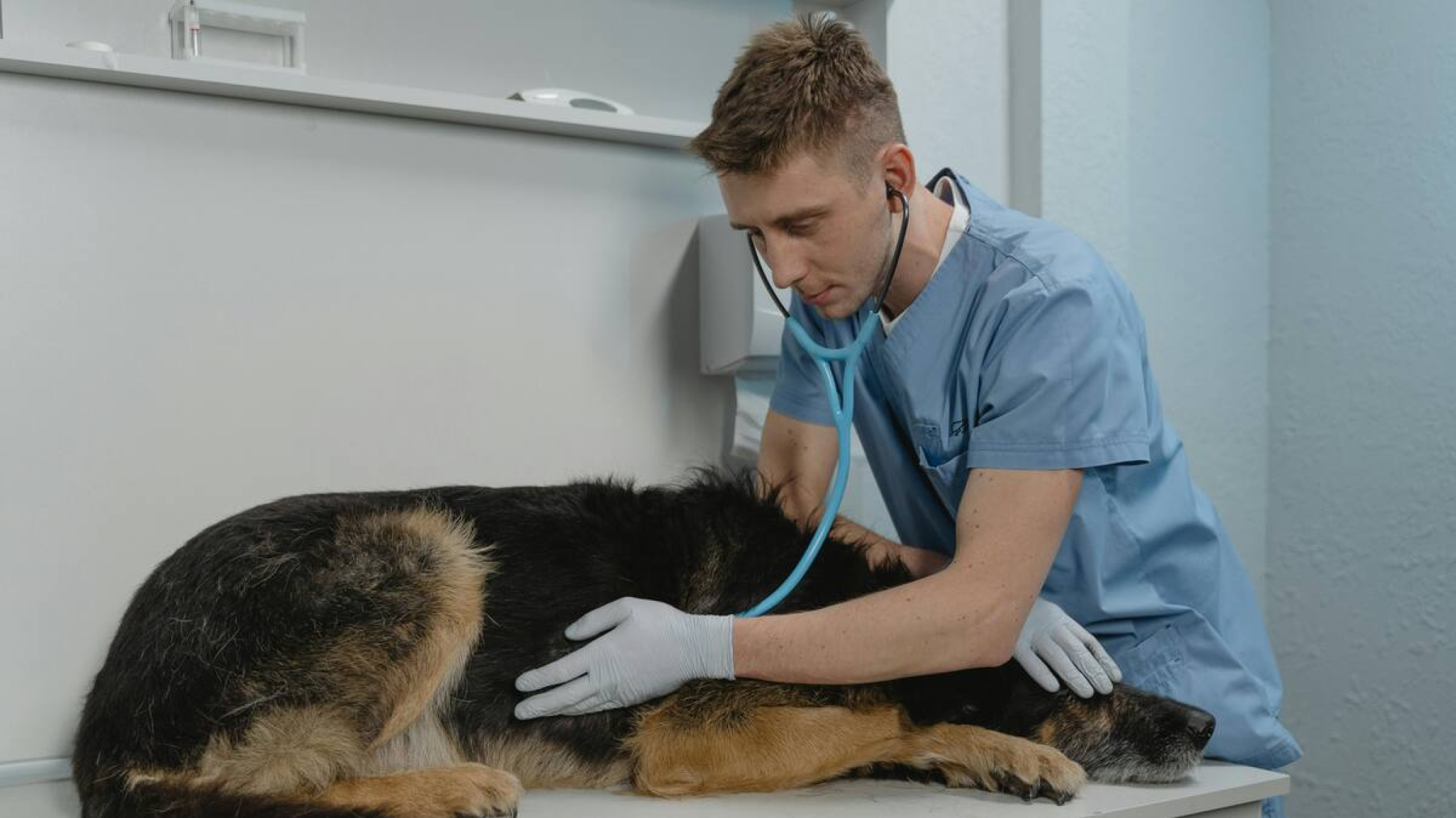 Rescatistas de animales deben más de $2,3 millones en gastos veterinarios y piden ayuda para continuar