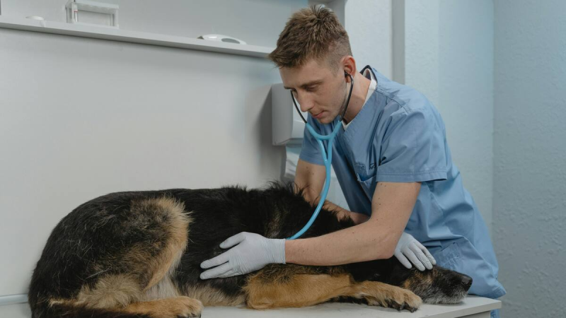 Rescatistas de animales deben más de $2,3 millones en gastos veterinarios y piden ayuda para continuar