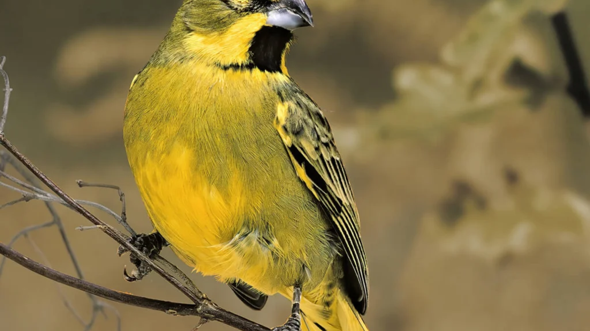 Argentina y Uruguay logran una repatriaci髇 hist髍ica de 47 animales v韈timas del tr醘ico ilegal