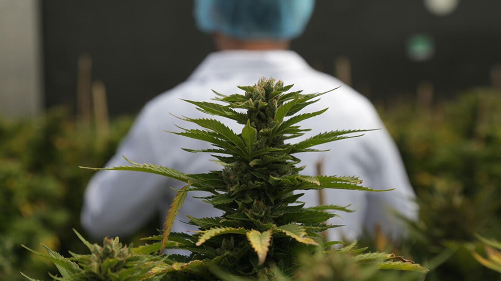 Cannabis medicinal en Chubut: las farmacias podrán vender flores y aceites, pero advierten que todavía hay obstáculos