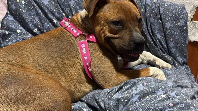 ¡Apareció Moka!: encontraron a la perra perdida en Comodoro, pero ahora necesita un hogar
