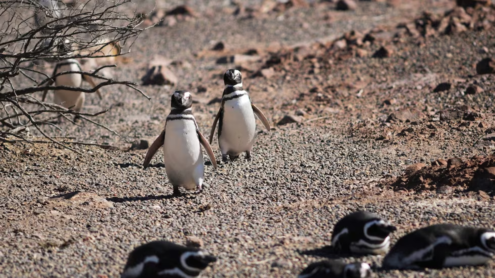 La historia oculta de Chubut: mataban pingüinos para extraer aceite y ahora un libro revela lo que ocurrió en sus costas