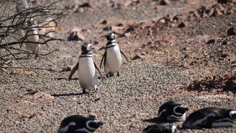 La historia oculta de Chubut: mataban pingüinos para extraer aceite y ahora un libro revela lo que ocurrió en sus costas