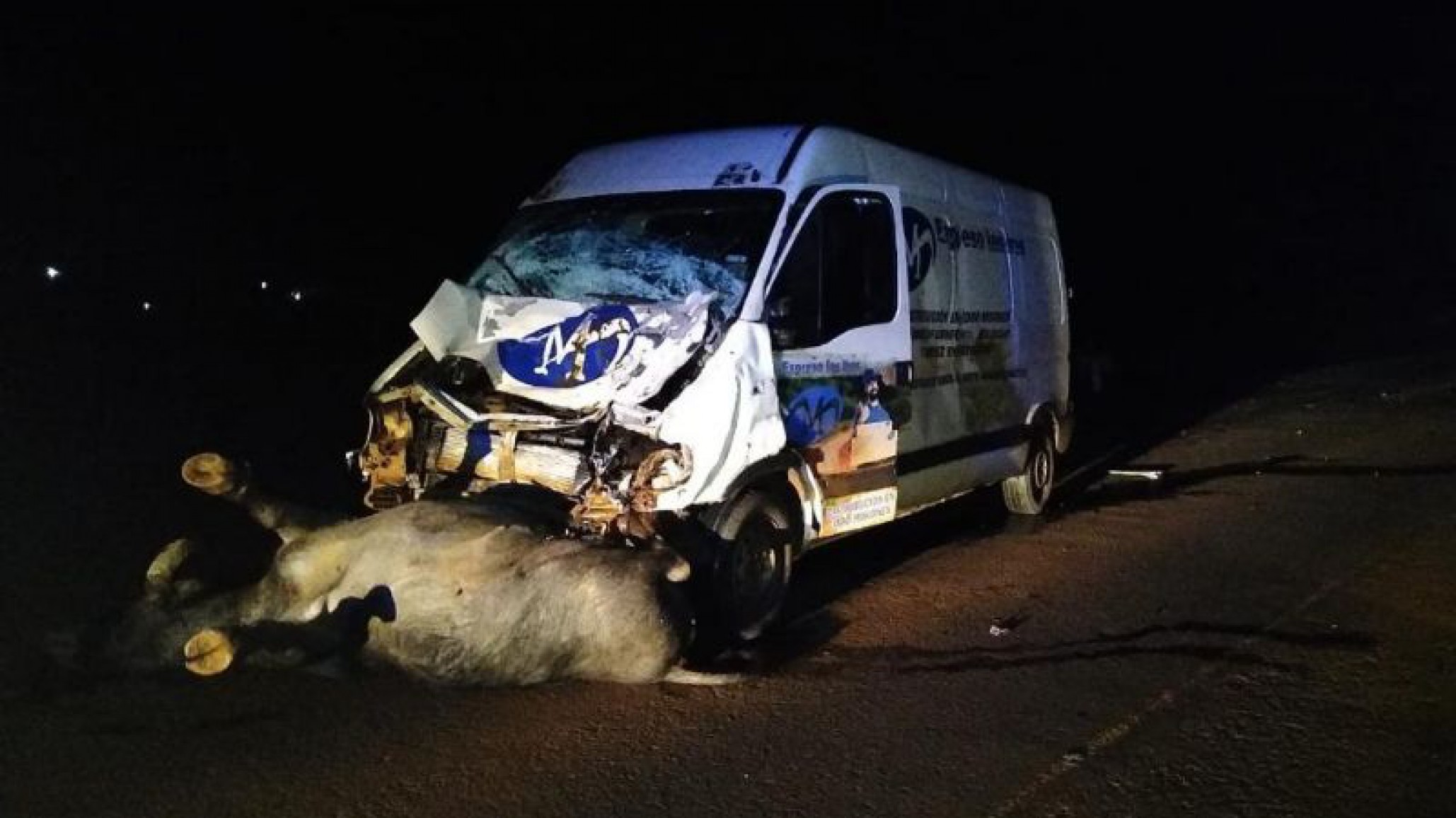 Mató a tres vacas y se salvó de milagro
