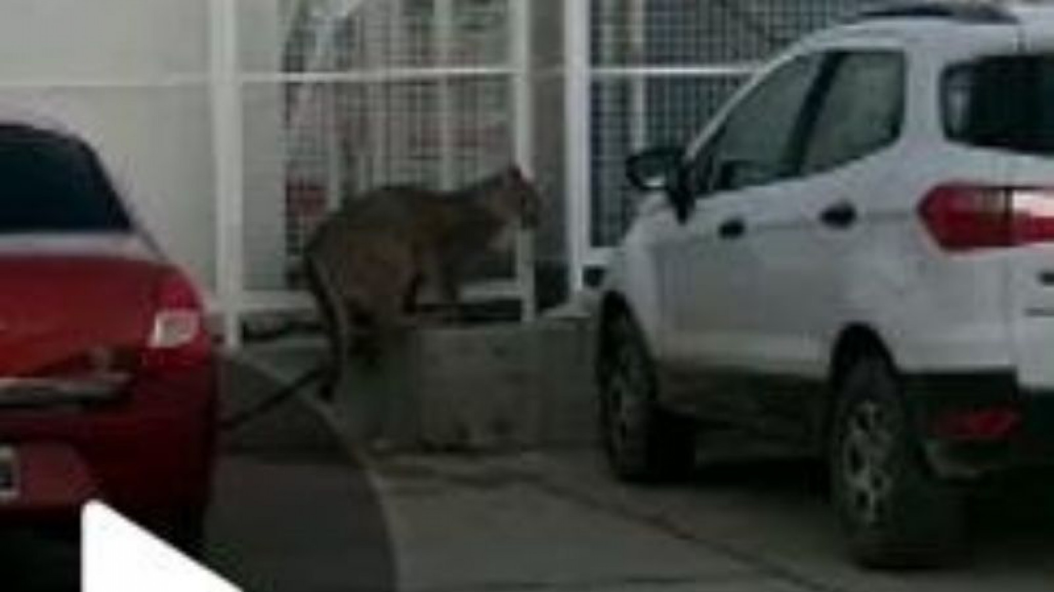 Video: Un puma suelto recorrió un estacionamiento