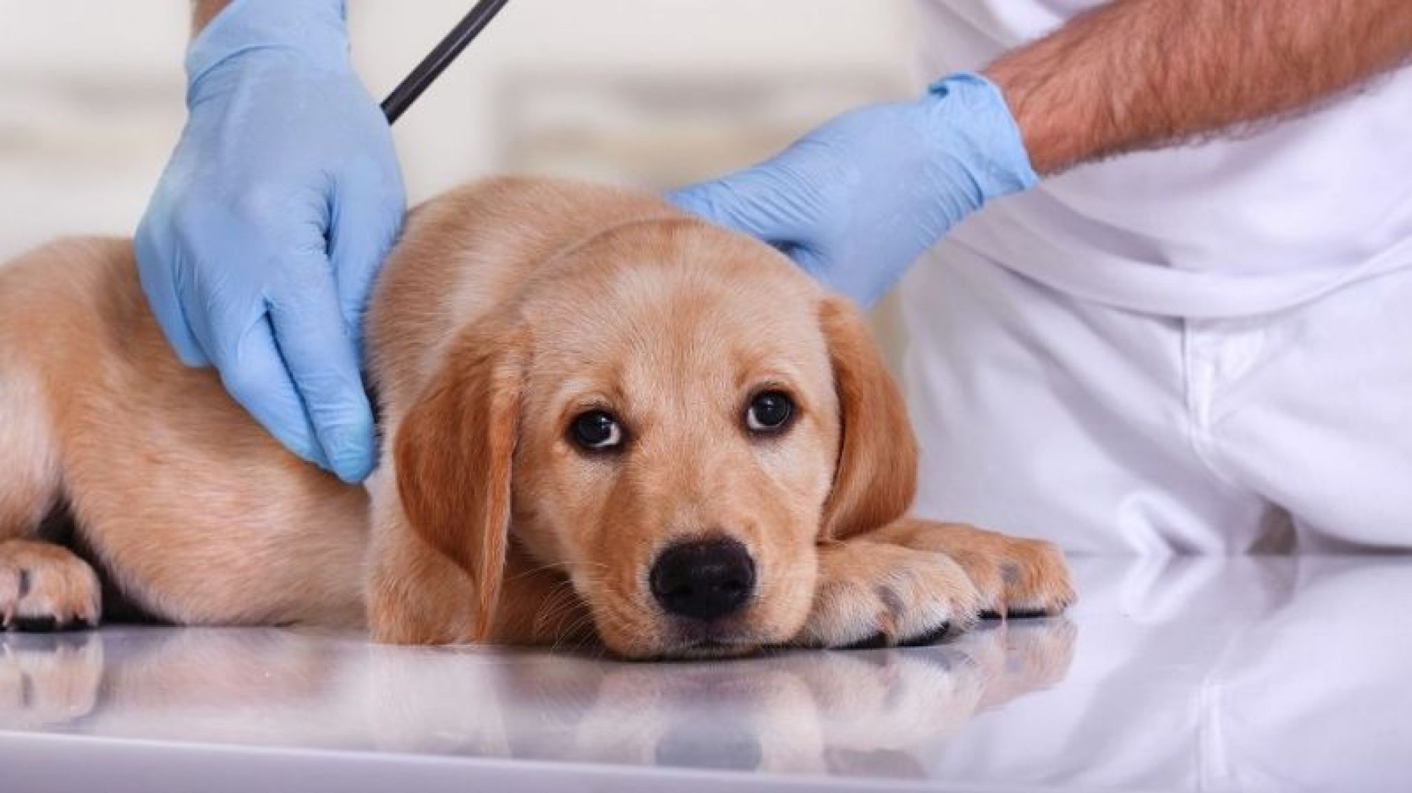 25 perros muertos en Noruega por una extraña enfermedad