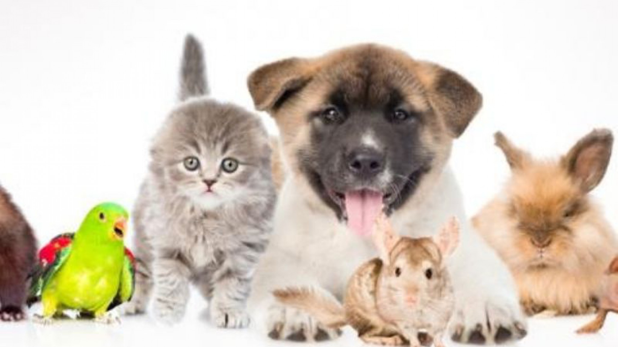 Ponen en funcionamiento un importante hospital veterinario público en Salta